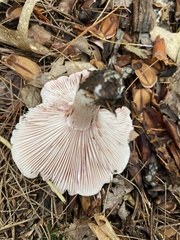 Pudorini
