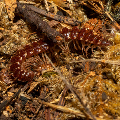 Nearctodesmidae