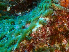 Cladophora prolifera