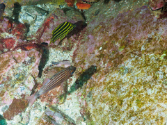 Cheilodipterus macrodon