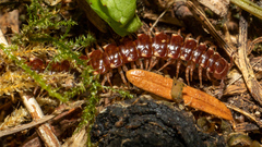 Nearctodesmidae