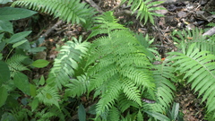 Sphaeropteris lepifera