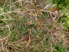 Myrtoideae