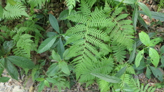 Sphaeropteris lepifera