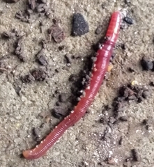 Eisenia fetida