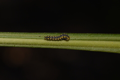 Basilodes pepita