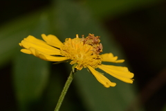 Synchlora