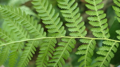 Sphaeropteris lepifera