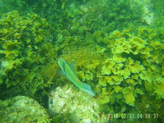 Halichoeres nicholsi