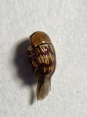 Cryptocephalus fulguratus