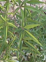Vitex agnus-castus