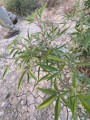 Vitex agnus-castus