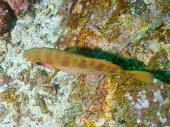 Heteropriacanthus carolinus