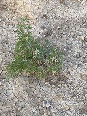 Vitex agnus-castus