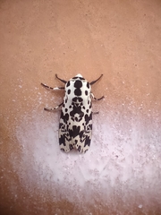 Hypercompe permaculata