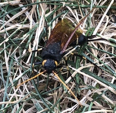 Urocerus californicus