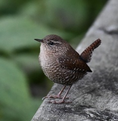 Troglodytes hiemalis