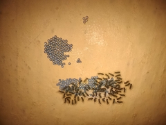 Hypercompe permaculata