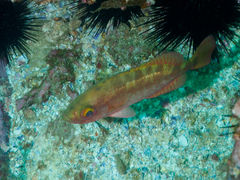 Heteropriacanthus carolinus