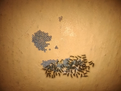 Hypercompe permaculata