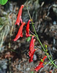 Penstemon barbatus