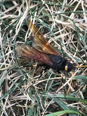 Urocerus californicus