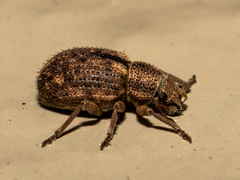 Strophosoma melanogrammum