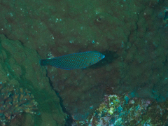 Anampses caeruleopunctatus