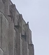 Falco peregrinus