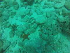 Pentaceraster cumingi