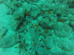 Pentaceraster cumingi