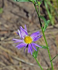 Dieteria bigelovii