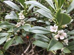 Myoporum