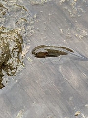 Ambystoma macrodactylum