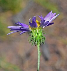 Dieteria bigelovii