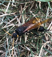 Urocerus californicus