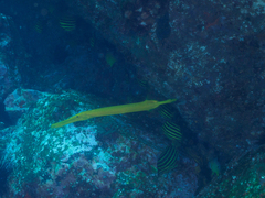 Aulostomus chinensis