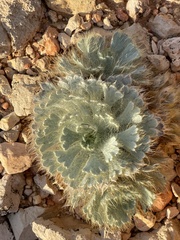 Arctomecon californica