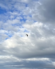 Larus glaucescens × occidentalis