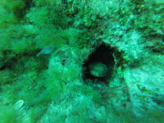 Canthigaster punctatissima