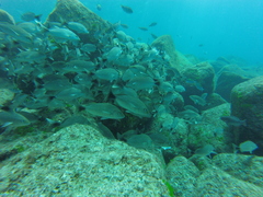 Haemulon maculicauda