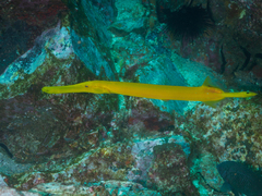 Aulostomus chinensis