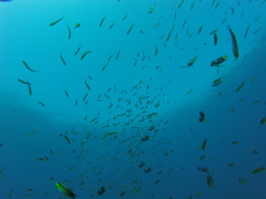Thalassoma lucasanum