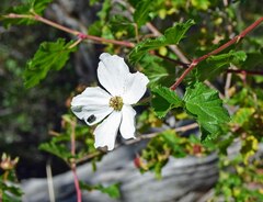 Rubus deliciosus