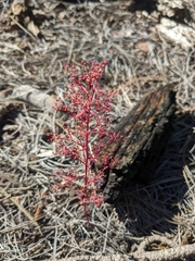 Dysphania graveolens