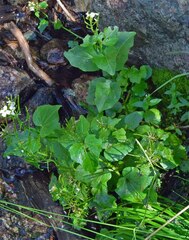 Cardamine cordifolia