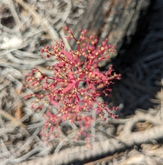 Dysphania graveolens