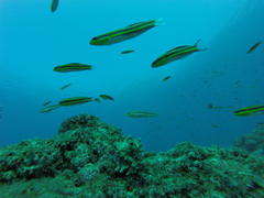 Thalassoma lucasanum