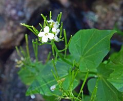 Cardamine cordifolia
