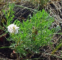 Oenothera coronopifolia